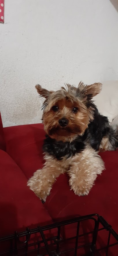 Accesorios Y Cuidado De Mascotas &Quot;Mpd&Quot;