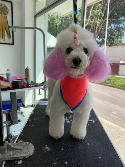 Negocio Amore Pooh Spa Y Estetica Canina