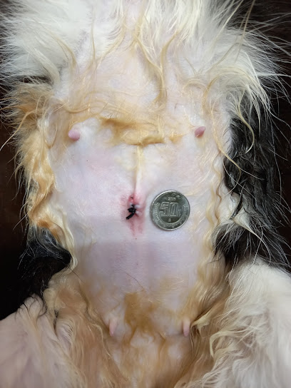 Negocio Animalitos Veterinaria