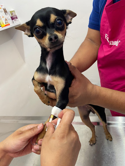 Negocio Animall.com.mx Grooming, Petshop Y Farmacia Veterinaria
