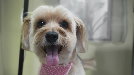 B&Amp;C Grooming - Estética Canina Y Boutique