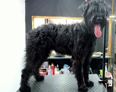Barber Dog-Estética Canina Profesional
