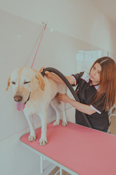 Negocio Barber Dog Grooming Salon