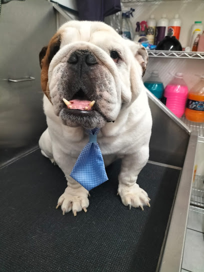 Barber Pet La Chula