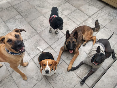 Barberdog Polanco - Hotel, Guardería, Entrenamiento, Grooming Y Veterinaria Canina