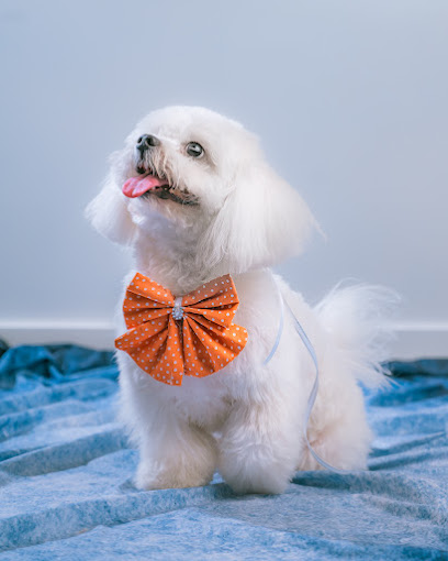 Negocio Bella Canine