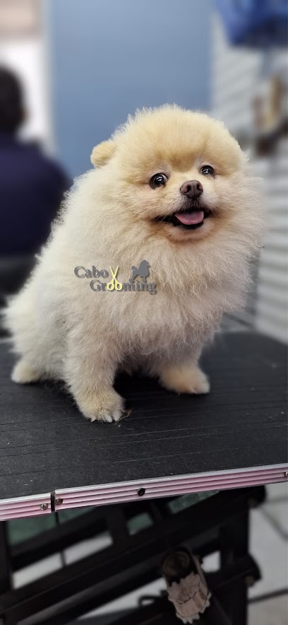 Negocio Cabo Grooming