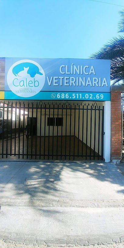 Caleb Veterinaria