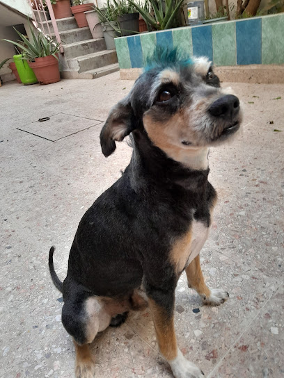 Canhijos Estética Canina