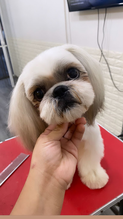 Caniche Estética Canina