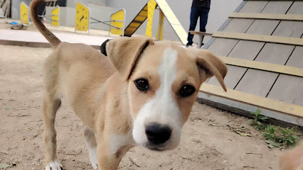 Centro De Atención Canina Y Felina