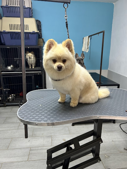 “Chimi Mascotas” Veterinaria, Estética Canina Y Hotel
