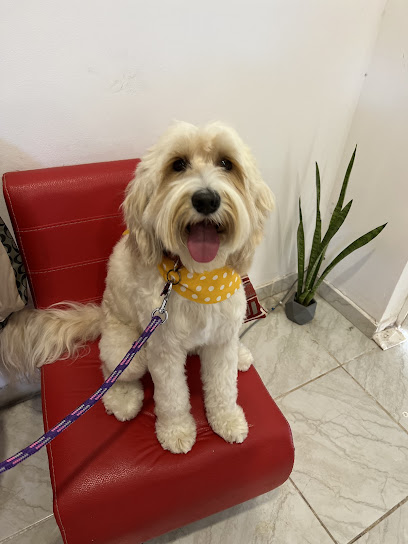 Negocio Clean Paws- Estetica Canina