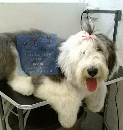 Clínica Kl &Amp; Dog Barber Lucky Estética Canina
