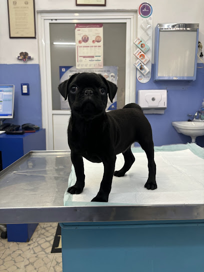 Clínica Veterinaria 101 Mascotas