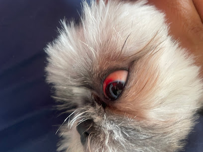 Clinica Veterinaria De Pelos Estética Canina