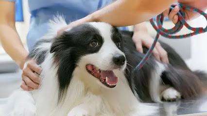 ClĂnica Veterinaria Dr. Mario