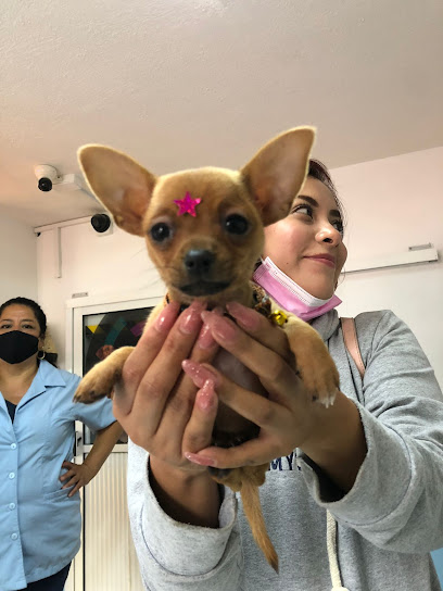 ClĂnica Veterinaria Guaus And Miaus