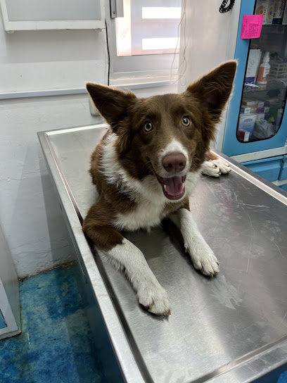 Negocio Clínica Veterinaria Kennel