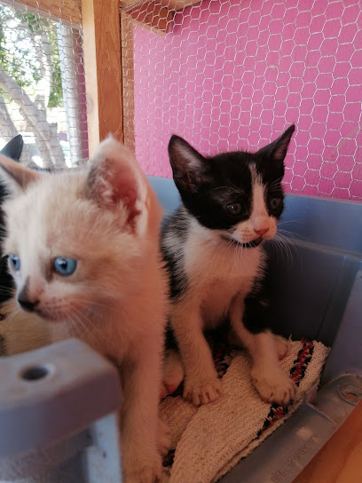 Negocio Clínica Veterinaria Patas Y Pies