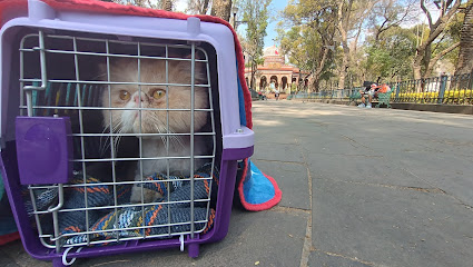 ClĂnica Veterinaria PerronnĂ© Y GatonnĂ©