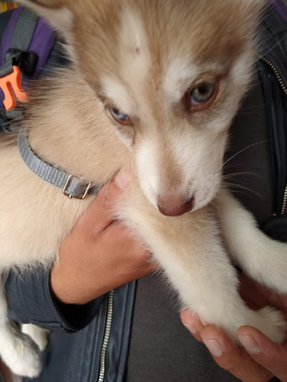 Clinica Veterinaria Puppy