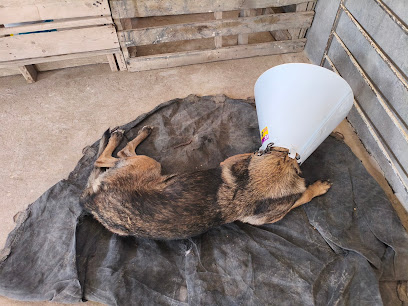 Clinica Veterinaria Santa Elvira