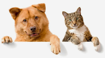 Negocio Clínica Veterinaria Spatitas