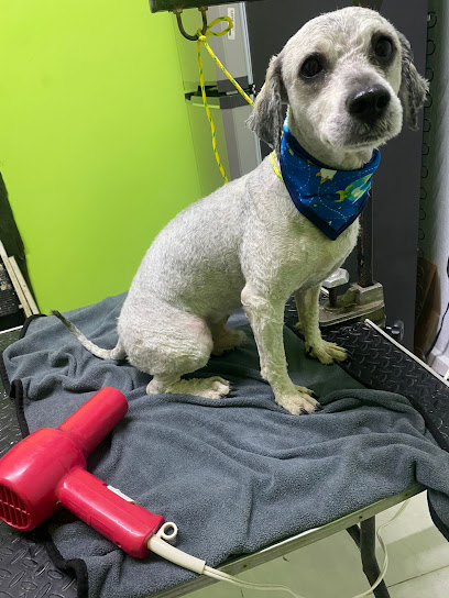 Negocio Clínica Veterinaria Y Estética Canina Animalia