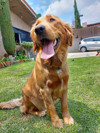 Negocio Consultorio General Veterinario &Quot;Lalo-Vet&Quot;