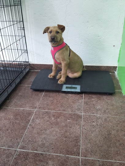 Consultorio Veterinario Dog.