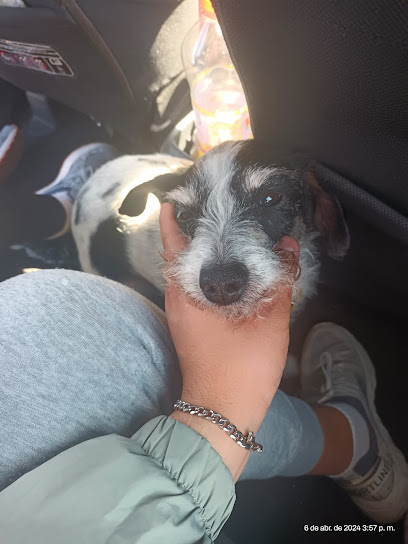 Negocio Consultorio Veterinario Toños