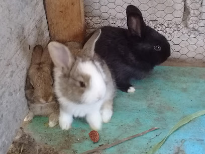 Cria De Conejos &Quot; La Casita&Quot;