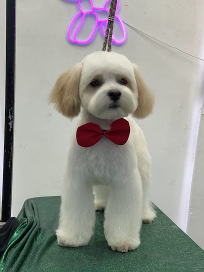 Custom Dogs - Peluquería Canina