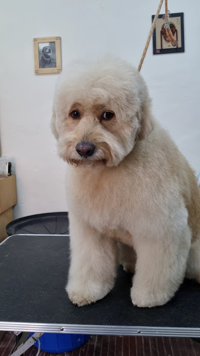 Desmarañadog Grooming &Amp; Spa