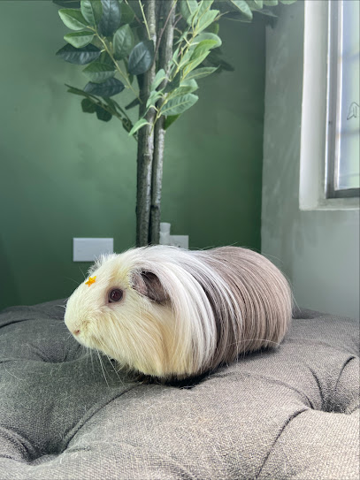 Dog Glam Grooming