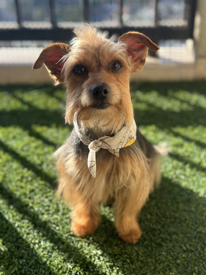 Negocio Dog House Grooming Salon