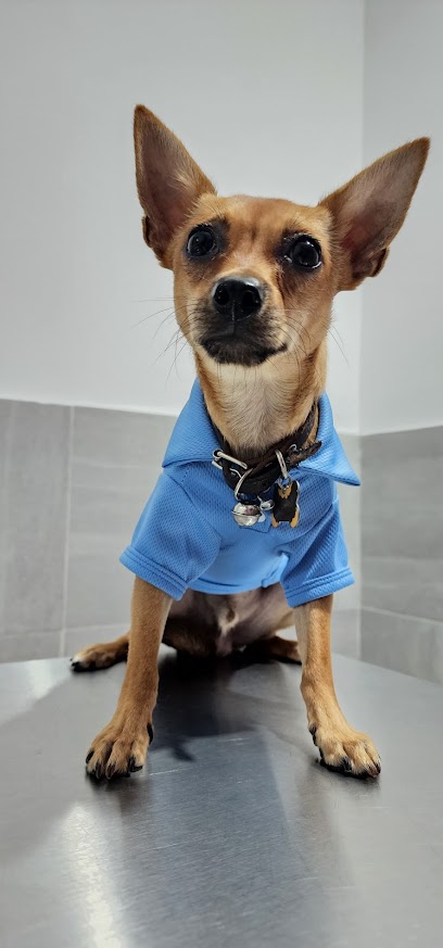 Doggies Clinica Veterinaria