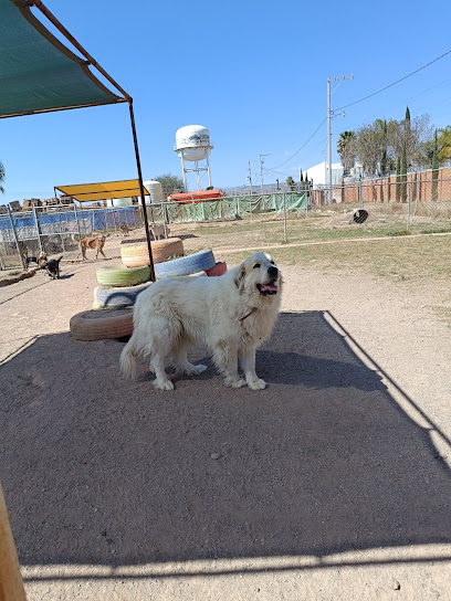 Negocio Doggies Paradise
