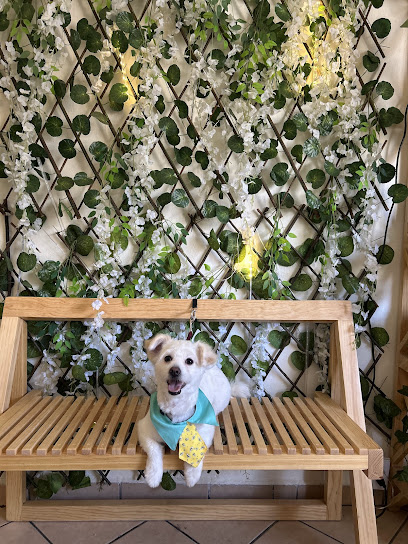 Doggy Tosi