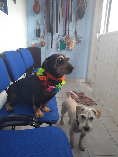 Dogtor Cat