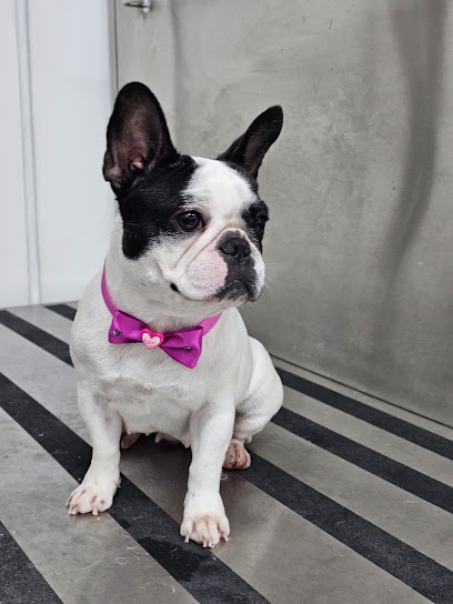 Dogtora Patitas Grooming