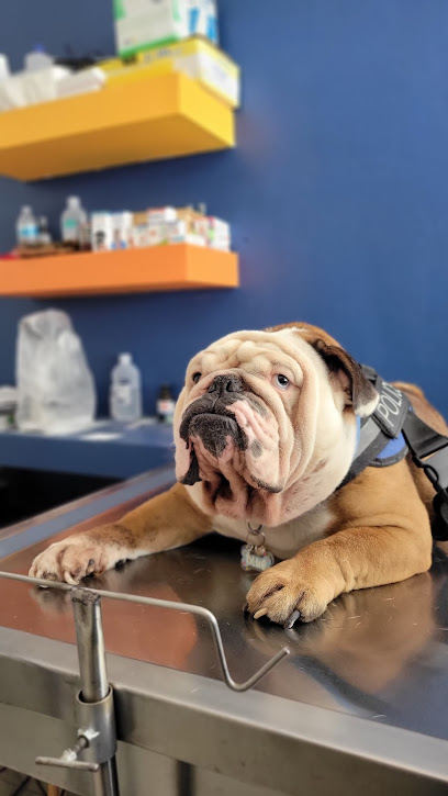Dr. Cato - Veterinaria