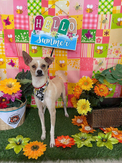 Negocio Dugdug Estética Canina Y Servicios Especiales Para Mascotas