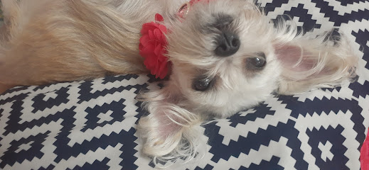 Negocio Duke Estética Canina