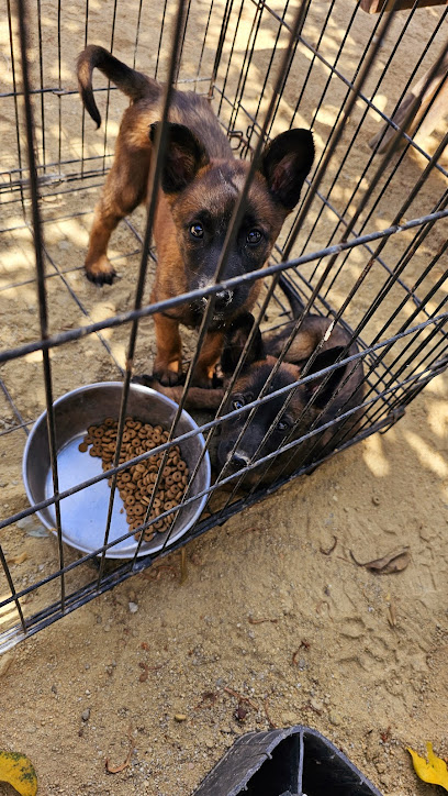 Encan, Entrenamiento, Hospedaje Y Estetica Canina.