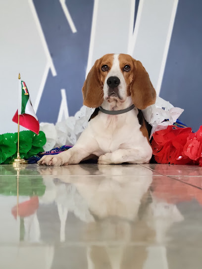 Negocio Enchúlame Al Perro