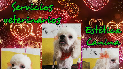 Negocio Estética Canina