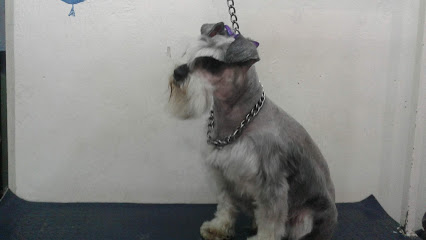 Negocio Estética Canina