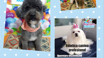 Negocio Estetica Canina